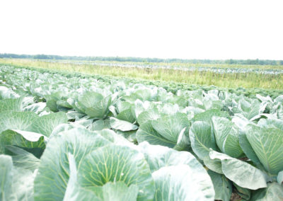 cabbage field