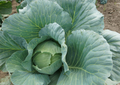 cabbage detail