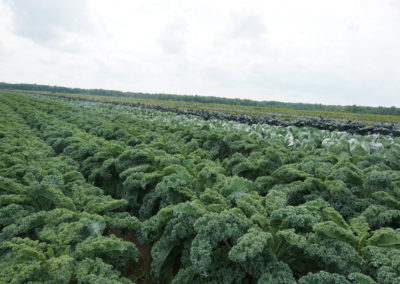 kale in the field