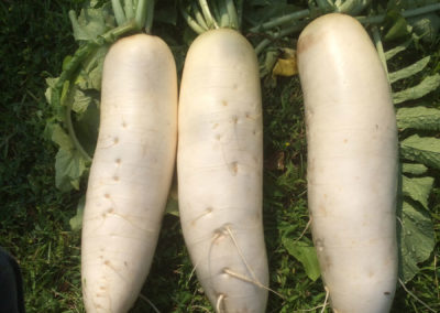 large white turnip