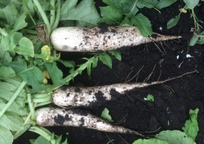 white turnip in dirt